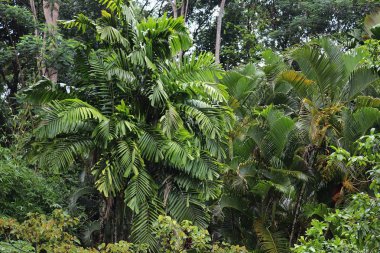 Cennet Adası Seyşel Adaları üzerinde gördüm güzel yeşil bitkiler