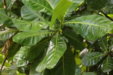 Cennet Adası Seyşel Adaları üzerinde gördüm güzel yeşil bitkiler