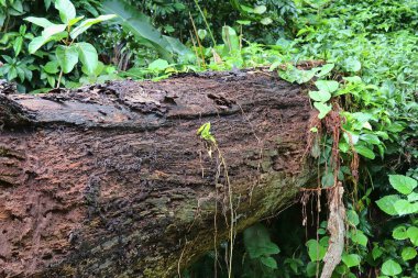 Cennet Adası Seyşel Adaları üzerinde gördüm güzel yeşil bitkiler