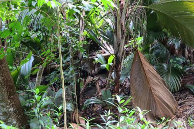 Cennet Adası Seyşel Adaları üzerinde gördüm güzel yeşil bitkiler
