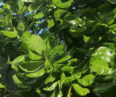 Cennet Adası Seyşel Adaları üzerinde gördüm güzel yeşil bitkiler