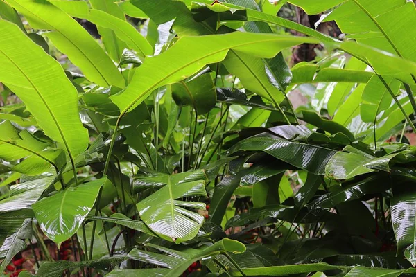 Belas Plantas Verdes Vistas Ilha Paradisíaca Seychelles — Fotografia de Stock