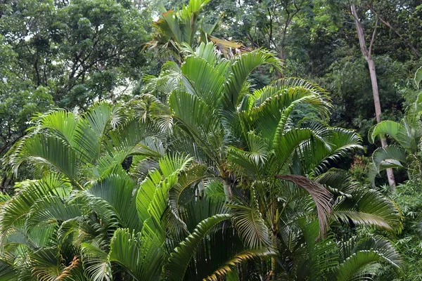 Belas Plantas Verdes Vistas Ilha Paradisíaca Seychelles — Fotografia de Stock