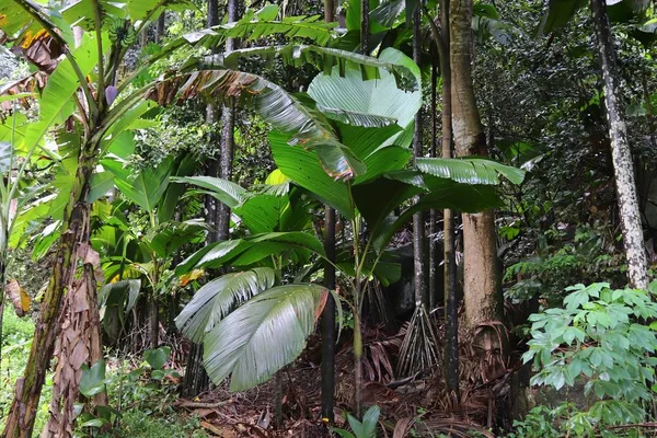 Beautiful Green Plants Seen Paradise Island Seychelles — Stock Photo, Image