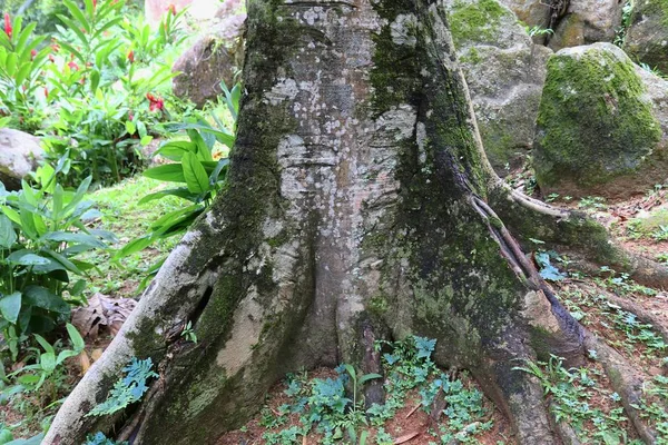 Belles Plantes Vertes Vues Sur Île Paradisiaque Des Seychelles — Photo