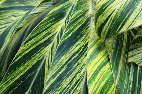 Belo Verde Fechar Fotos Folhas Plantas Tropicais — Fotografia de Stock