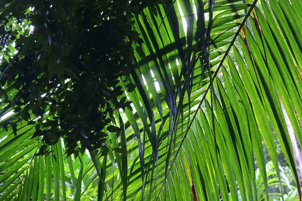 Mooie Groene Dicht Omhoog Schoten Van Tropische Plant Bladeren — Stockfoto