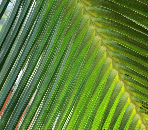 Beaux Plans Verts Rapprochés Feuilles Plantes Tropicales — Photo