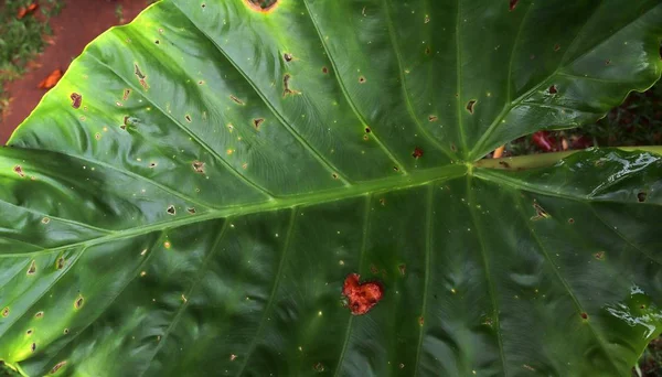 Belo Verde Fechar Fotos Folhas Plantas Tropicais — Fotografia de Stock