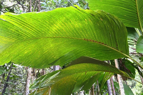 Hermoso Verde Primeros Planos Hojas Plantas Tropicales — Foto de Stock