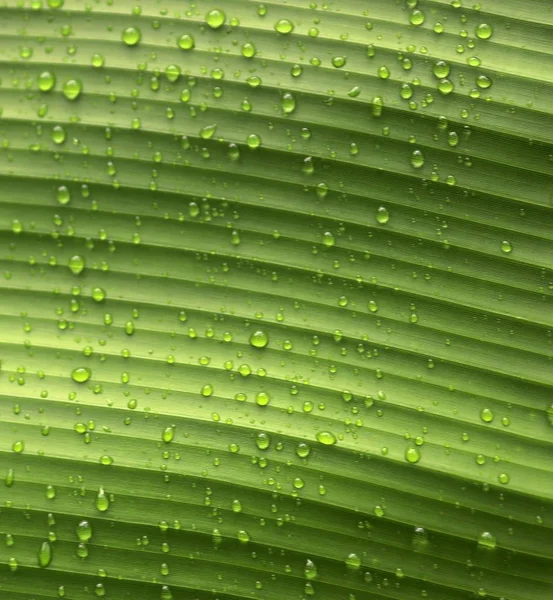 Mooie Groene Dicht Omhoog Schoten Van Tropische Plant Bladeren — Stockfoto