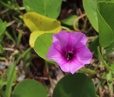 Seyşeller adadaki çiçeklerin renkli makro çekimler