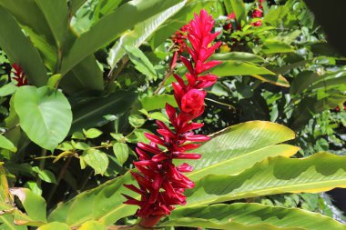 Seyşeller adadaki çiçeklerin renkli makro çekimler