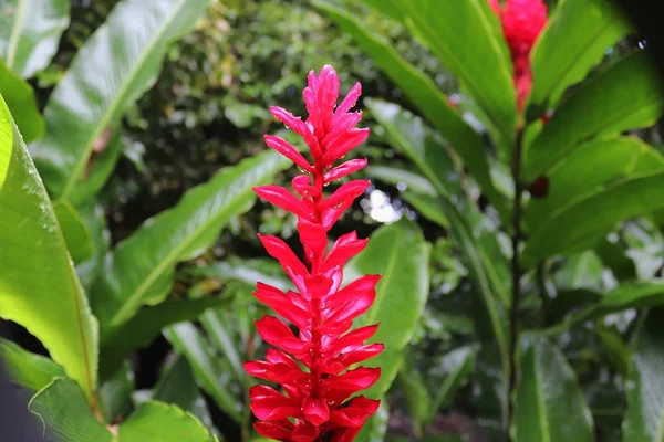 Kleurrijke Macro Shots Van Bloemen Het Eiland Van Seychellen — Stockfoto