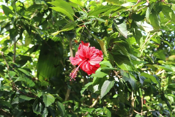 Gros Plans Colorés Fleurs Sur Île Des Seychelles — Photo