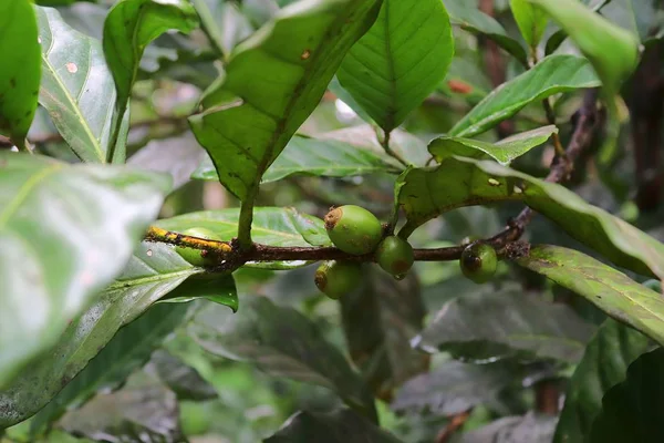 Plantas Café Con Frutas Verdes Tomadas Las Seychelles — Foto de Stock