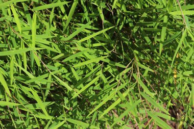 Detaylı yakın çekim yeşil çim bir sahada yüzey