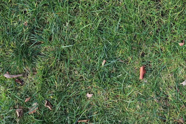 Detailed Close Surface Green Grass Field — Stock Photo, Image