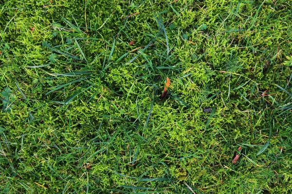 Детальна Крупним Планом Поверхня Зеленої Трави Полі — стокове фото