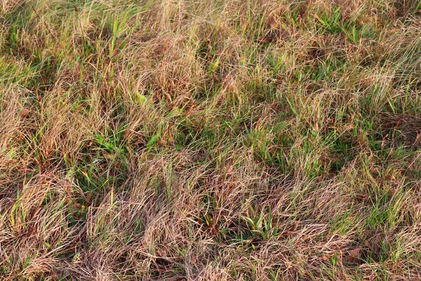 Detaillierte Nahaufnahme Oberfläche Von Grünem Gras Auf Einem Feld — Stockfoto