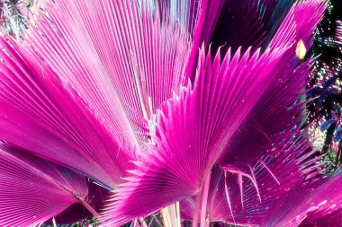 Palmiye ağacı Seychelles adaları fantezi kızılötesi çekim