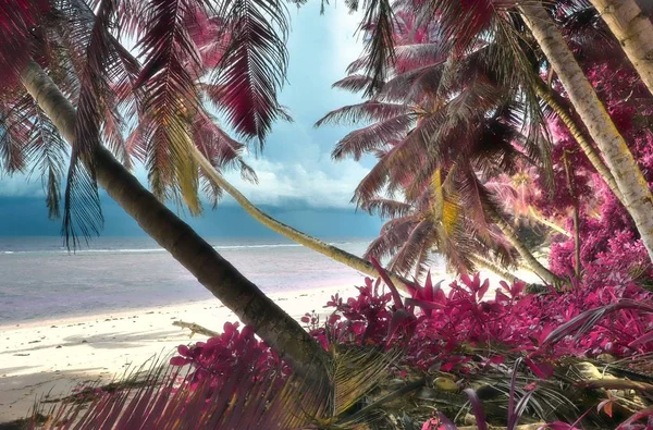 Fantasy Infrared Shots Palm Tree Seychelles Islands — Stock Photo, Image