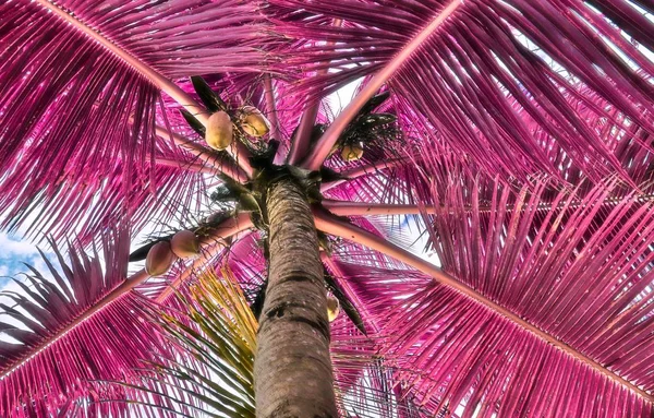 Palmiye Ağacı Seychelles Adaları Fantezi Kızılötesi Çekim — Stok fotoğraf