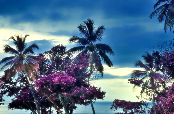 Фантазийные Инфракрасные Снимки Пальмы Сейшельских Островах — стоковое фото