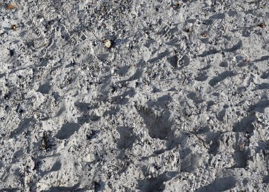 Kum yüksek çözünürlükte Baltık Denizi sahilinde yüzeyinin yakın çekim