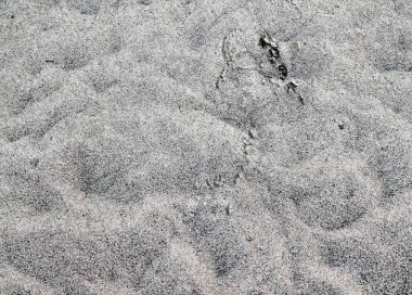 Kum yüksek çözünürlükte Baltık Denizi sahilinde yüzeyinin yakın çekim