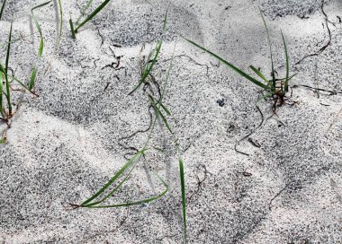 Kum yüksek çözünürlükte Baltık Denizi sahilinde yüzeyinin yakın çekim