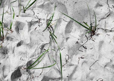 Kum yüksek çözünürlükte Baltık Denizi sahilinde yüzeyinin yakın çekim