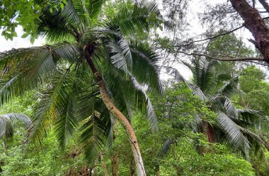 Seyşel Adaları üzerinde farklı yerlerde güzel yeşil rainforest çekim