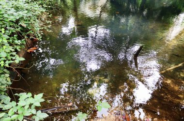 Seyşel Adaları üzerinde farklı yerlerde güzel yeşil rainforest çekim