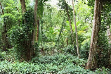 Seyşel Adaları üzerinde farklı yerlerde güzel yeşil rainforest çekim