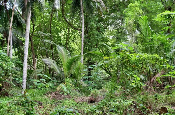 Beautiful Green Rainforest Shots Different Places Seychelles — Stock Photo, Image