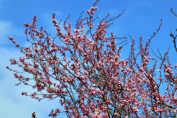 Beau Prunier Fleuri Printemps Plein Fleurs Roses — Photo