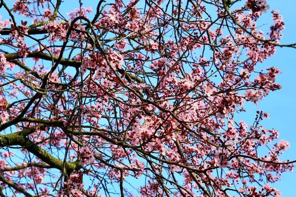 Bellissimo Susino Fiorito Primavera Pieno Fiori Rosa — Foto Stock