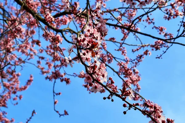 Beau Prunier Fleuri Printemps Plein Fleurs Roses — Photo