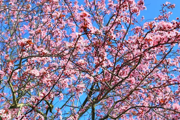 Piękne Kwitnące Śliwki Wiosną Pełne Różowych Kwiatów — Zdjęcie stockowe