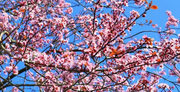 Bellissimo Susino Fiorito Primavera Pieno Fiori Rosa — Foto Stock