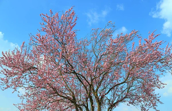 Bela Árvore Ameixa Florescendo Primavera Cheia Flores Rosa — Fotografia de Stock