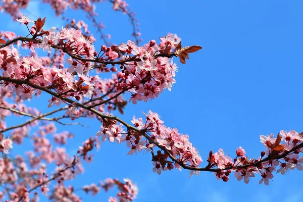 Hermoso Ciruelo Floreciente Primavera Lleno Flores Rosadas —  Fotos de Stock