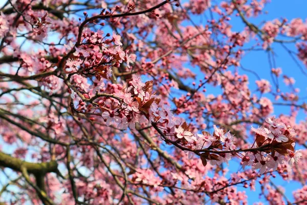 Beautiful Blooming Plum Tree Spring Full Pink Blossoms — Stock Photo, Image