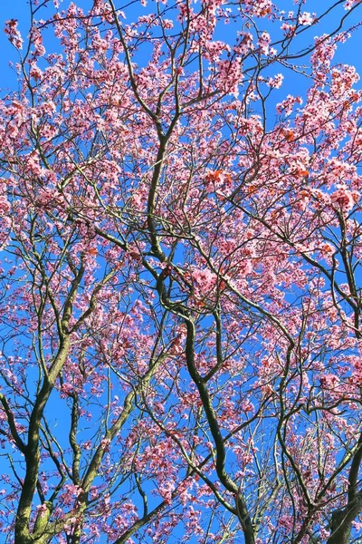 Beau Prunier Fleuri Printemps Plein Fleurs Roses — Photo