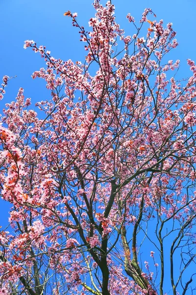 Hermoso Ciruelo Floreciente Primavera Lleno Flores Rosadas —  Fotos de Stock