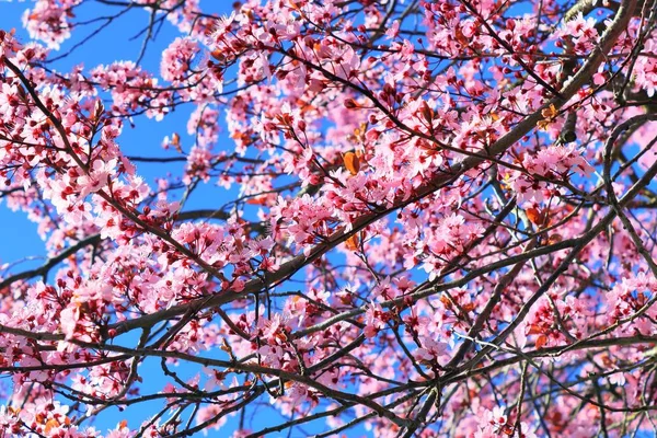 Pembe Çiçeklerle Dolu Ilkbaharda Açan Güzel Erik Ağacı — Stok fotoğraf