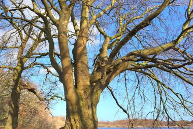 Güzel manzara mavi gökyüzü önünde çok eski bir boğumlu ağaç üzerinde