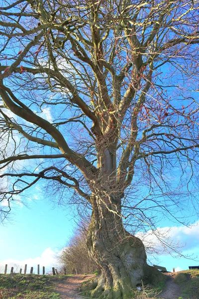 Bela Vista Sobre Uma Árvore Muito Antiga Roída Frente Céu — Fotografia de Stock