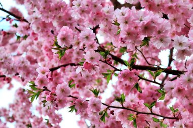Mavi gökyüzünün önünde güzel çiçeklenme kiraz ağacı